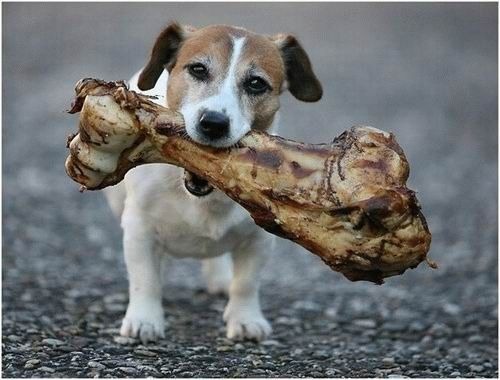 dog%20with%20bone.jpg?itok=F5j39LAm